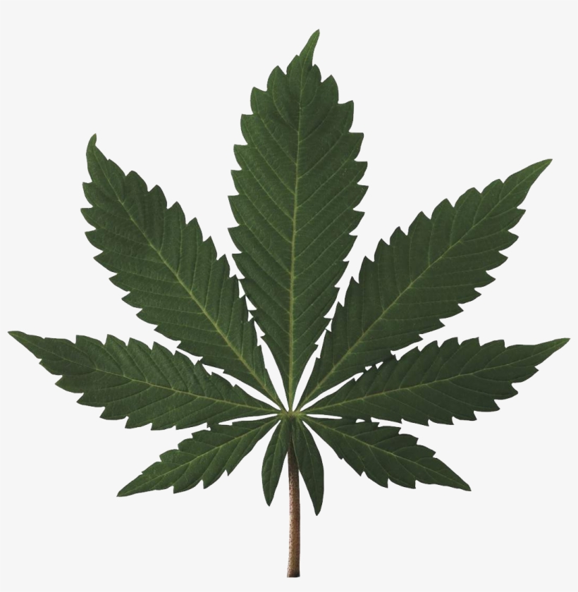 Cannabis Plant - High Resolution Marijuana Leaf, transparent png download
