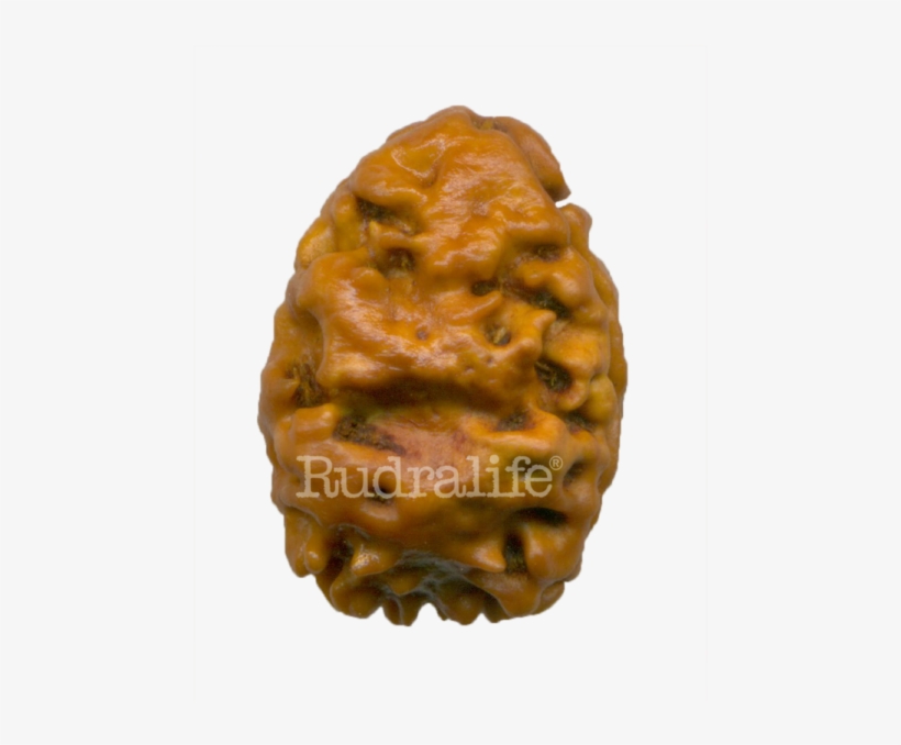 two mukhi custard apple png image transparent png free download on seekpng seekpng