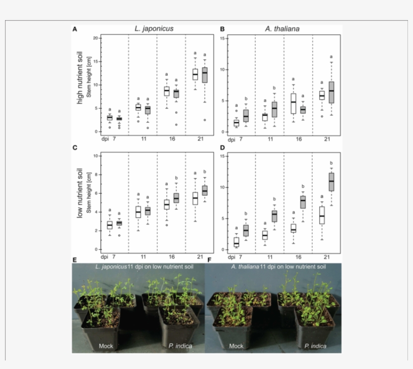 Effect Of P - Tree, transparent png download