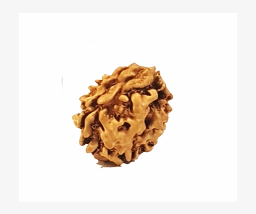 The Ruling Deity Of This Rudraksha Is Lord Ardha Nareeshwar - Lasagnette, transparent png download