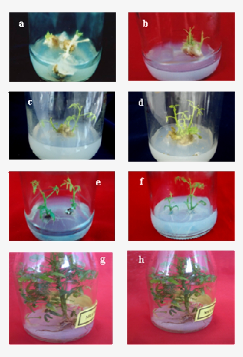 Plant Regeneration In A - Serveware, transparent png download