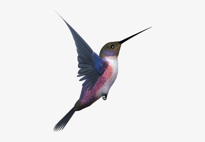 Hummingbird Png, Download Png Image With Transparent - Flying Birds Bird Png, transparent png download