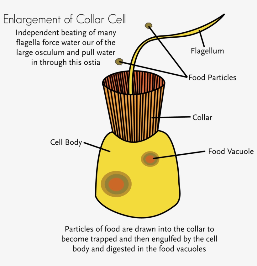 800 X 768 0 - Structure Of A Collar Cell, transparent png download