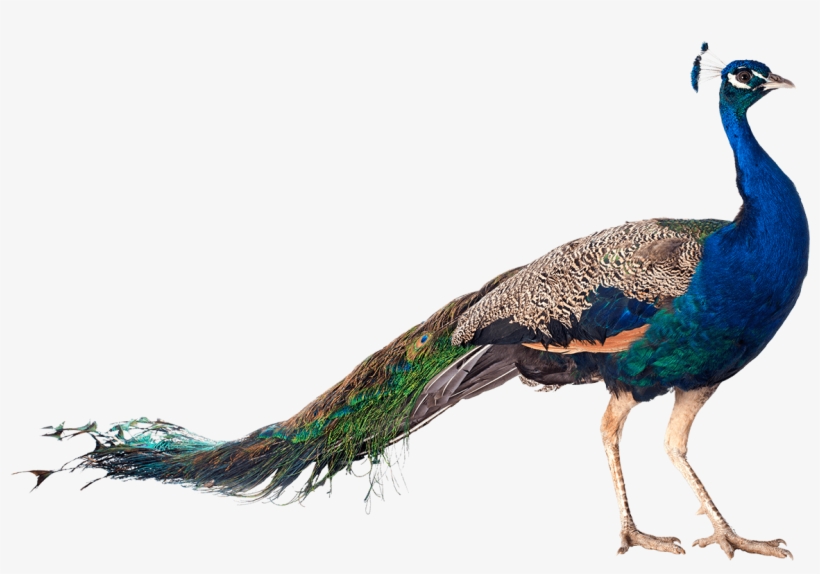 #1 In Robb Report's 2018 Best Of The Best - Peacock Bird With Name, transparent png download
