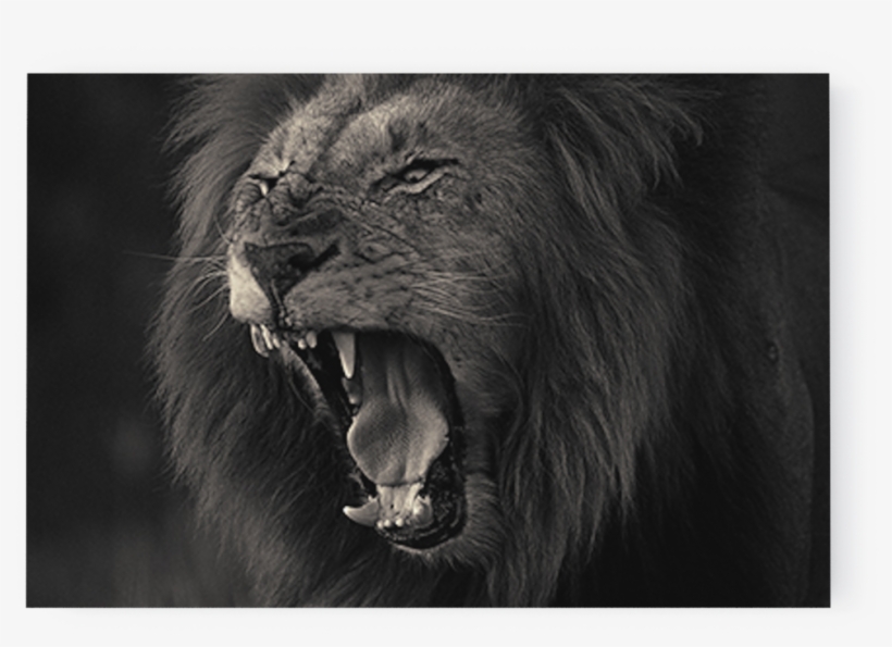 Photo Kruger Lion - Wildlife Photography, transparent png download