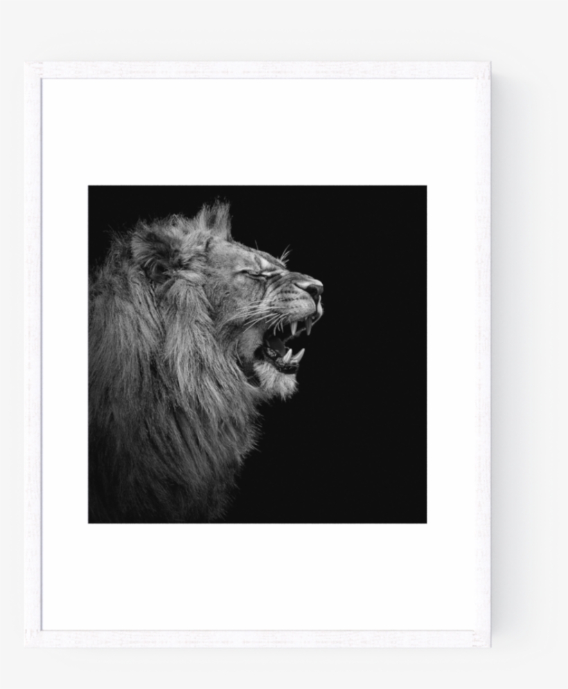 Photo Young Lion I - Young Lion, transparent png download