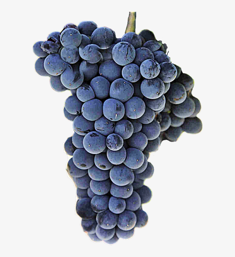 Red Wine Grape - Malbec Grape Png, transparent png download