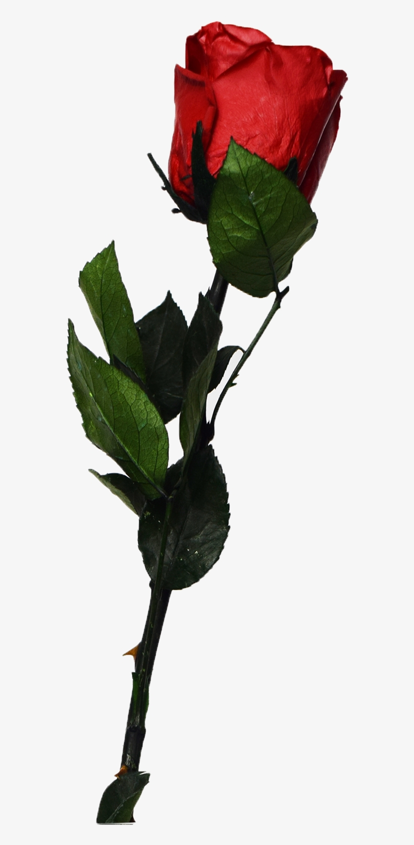 Garden Roses, transparent png download