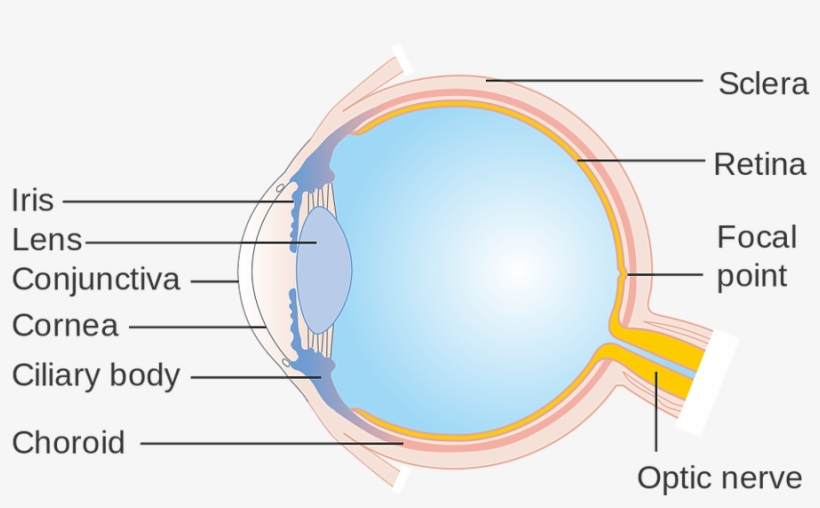 Because We Hold Them So Close To Our Face, The Exposure - Circle, transparent png download
