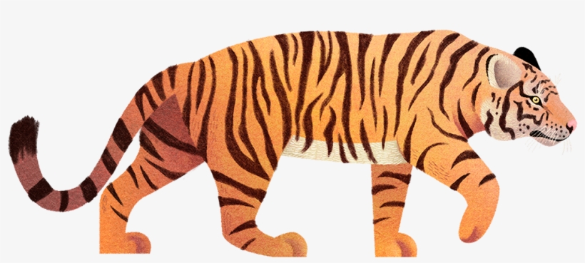 Save To Collection - Siberian Tiger, transparent png download