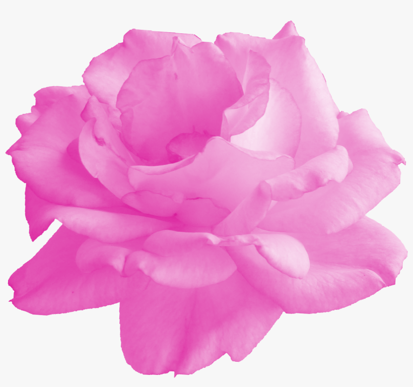 Png File Size - Floribunda, transparent png download