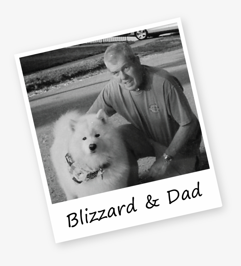 Pet Sitting Stoneham Ma - Pomeranian, transparent png download