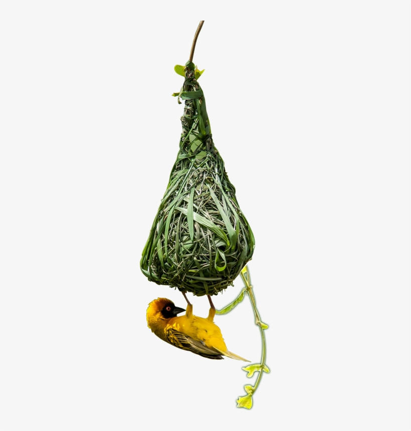 Real Estate Developers - Eurasian Golden Oriole, transparent png download