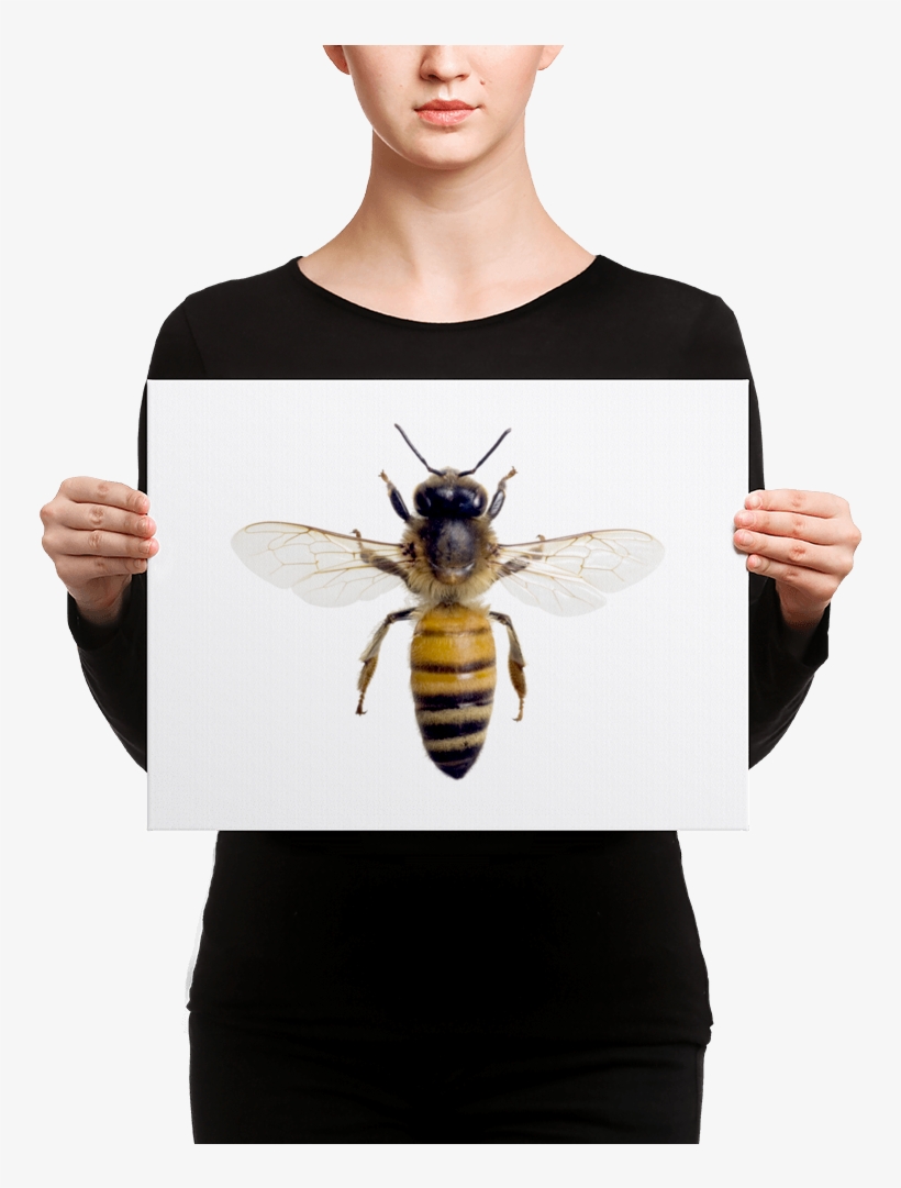 Honey-bee Canvas - Canvas Print, transparent png download