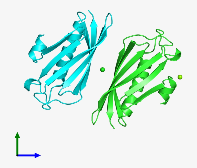 Pdb 2dsl Coloured By Chain And Viewed From The Front - Illustration, transparent png download
