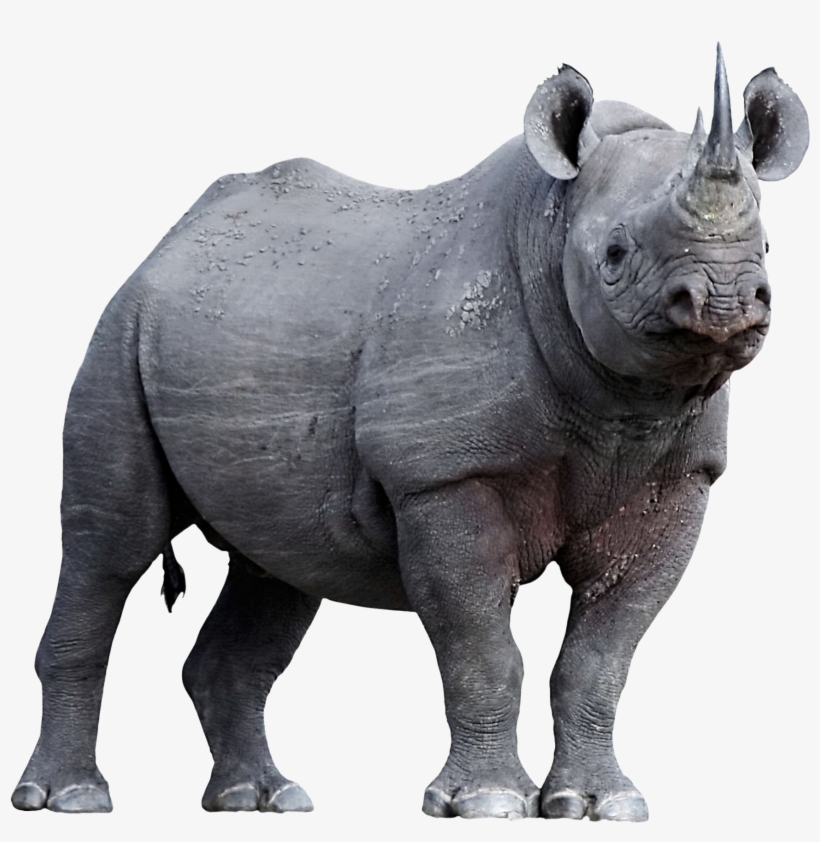 Animalrhinoceros - Dkfindout Animals, transparent png download