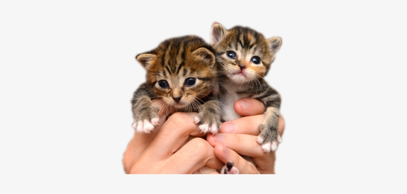 A Big Thank-you To Pet Food Express - Friendship, transparent png download