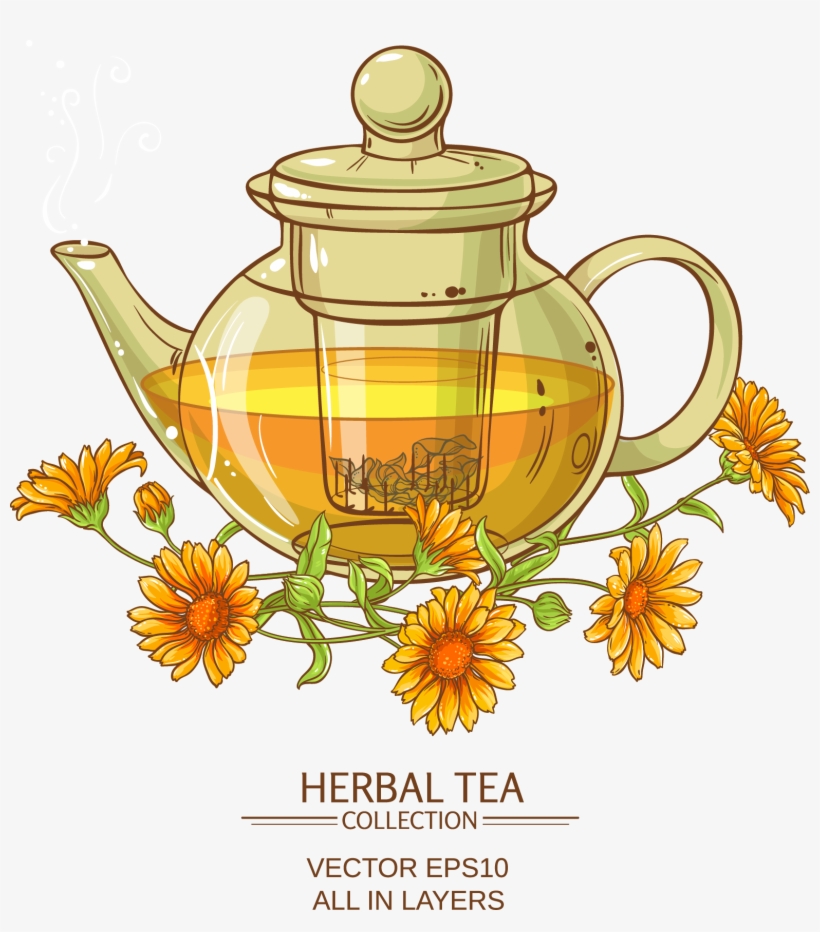 Chrysanthemum Tea Flowering Tea Calendula Officinalis Vector Graphics