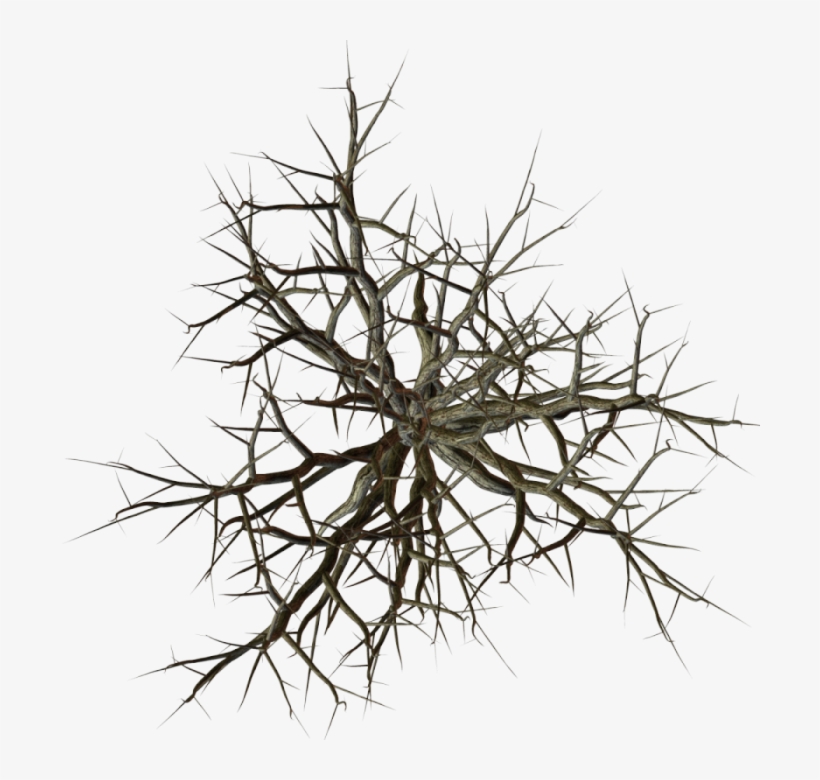 491k Treedramatic A 06 Feb 2009 - Transparent Thorny Bush Clip Art, transparent png download