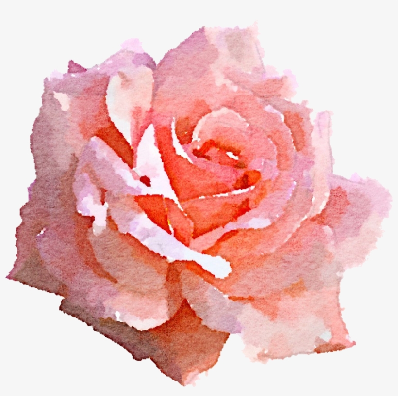 Pink Rose Png - Pink Roses Watercolor Png, transparent png download