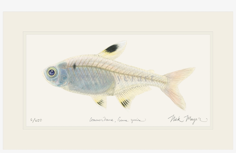 X-ray Fish Original Watercolor Painting - Xray Fish, transparent png download