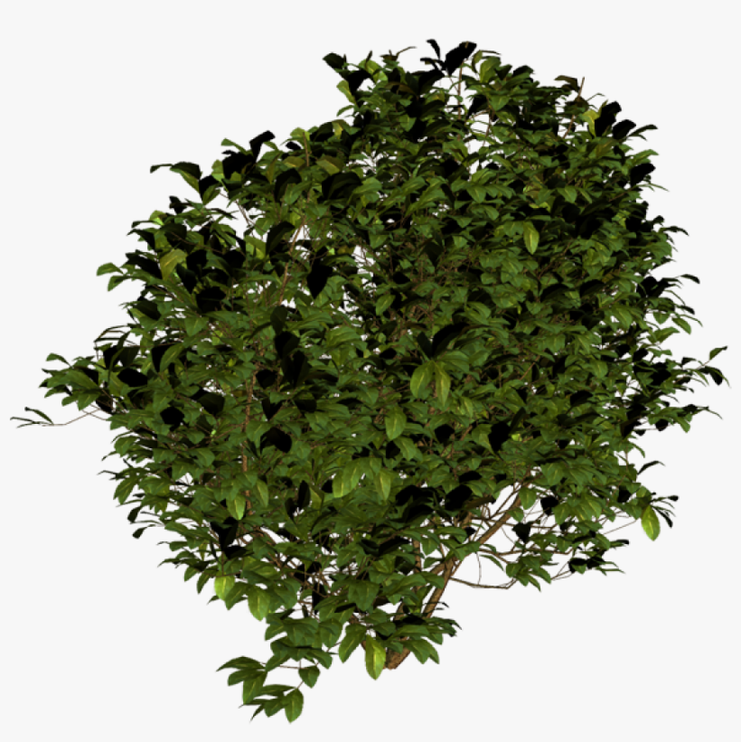 Free Icons Png - Bush Png Top View, transparent png download