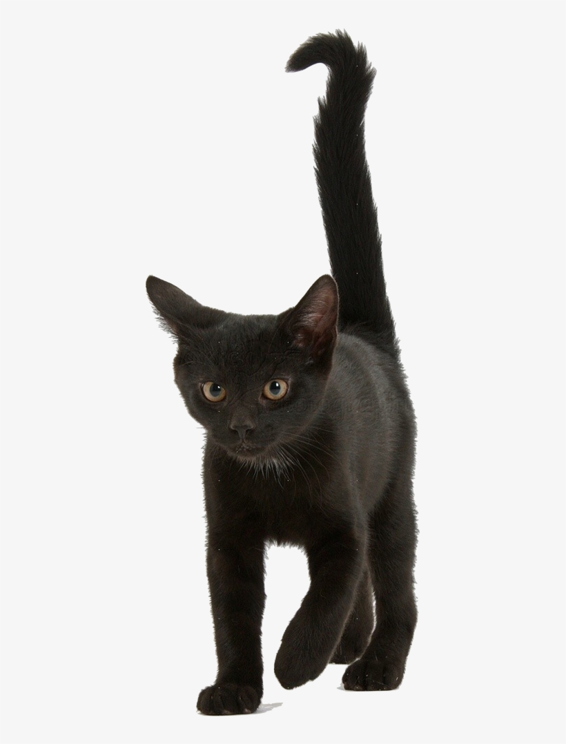Black Kitten Png - Black Kitten Transparent Background, transparent png download