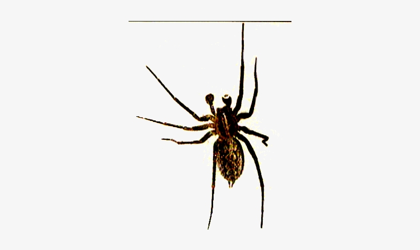File - Fred C - Spider - Spider With Clear Background, transparent png download