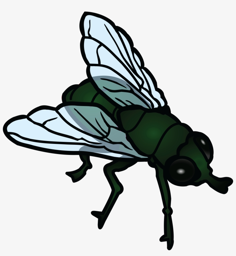 Fly Png Photos - Flies Clipart, transparent png download
