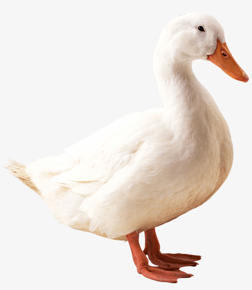 Duck Png, transparent png download