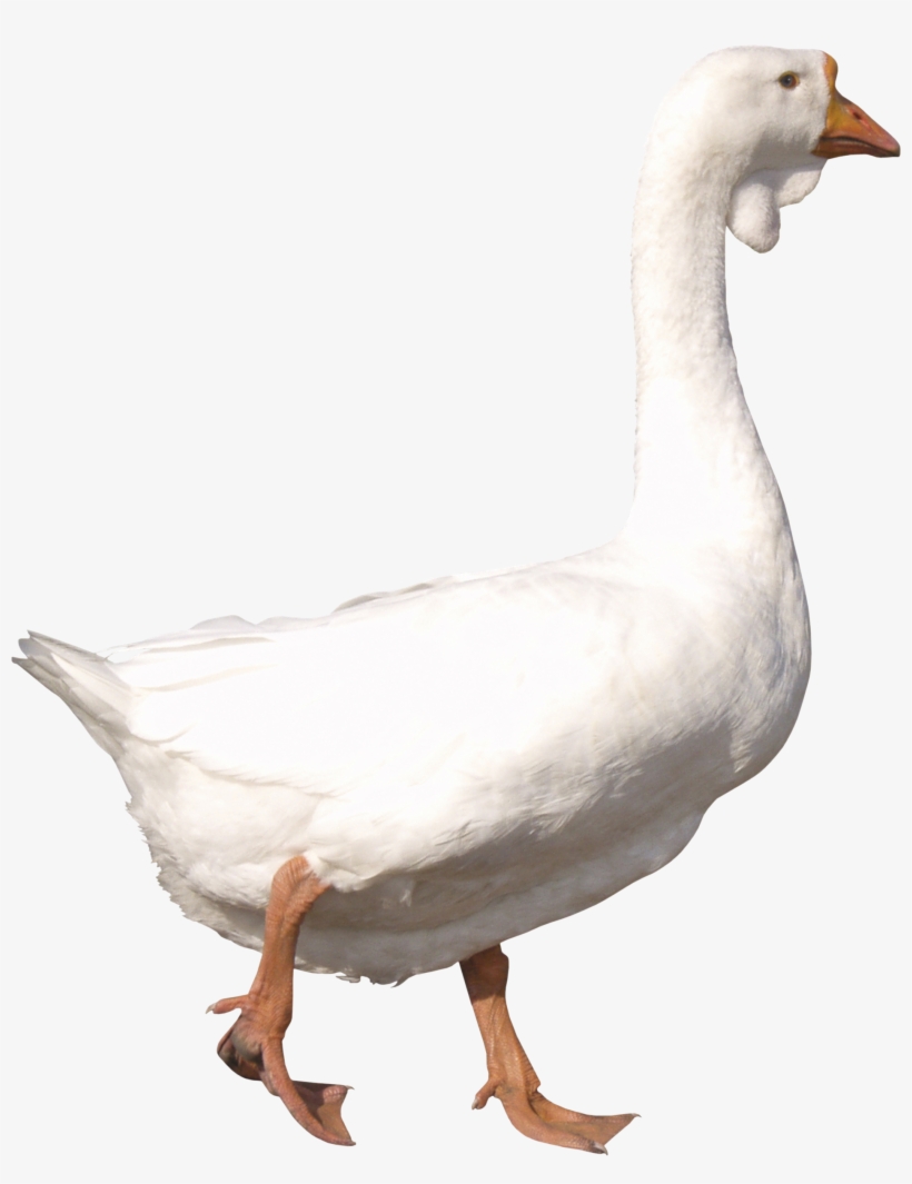 Duck Png Hd - Goose Png, transparent png download