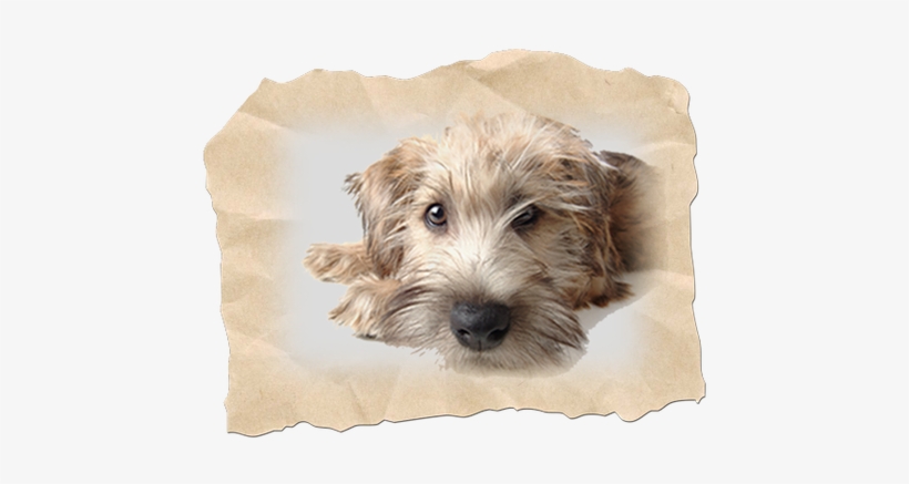Complimentary Puppy Clinic Coming Soon - Shooting From Eye Level Photography, transparent png download
