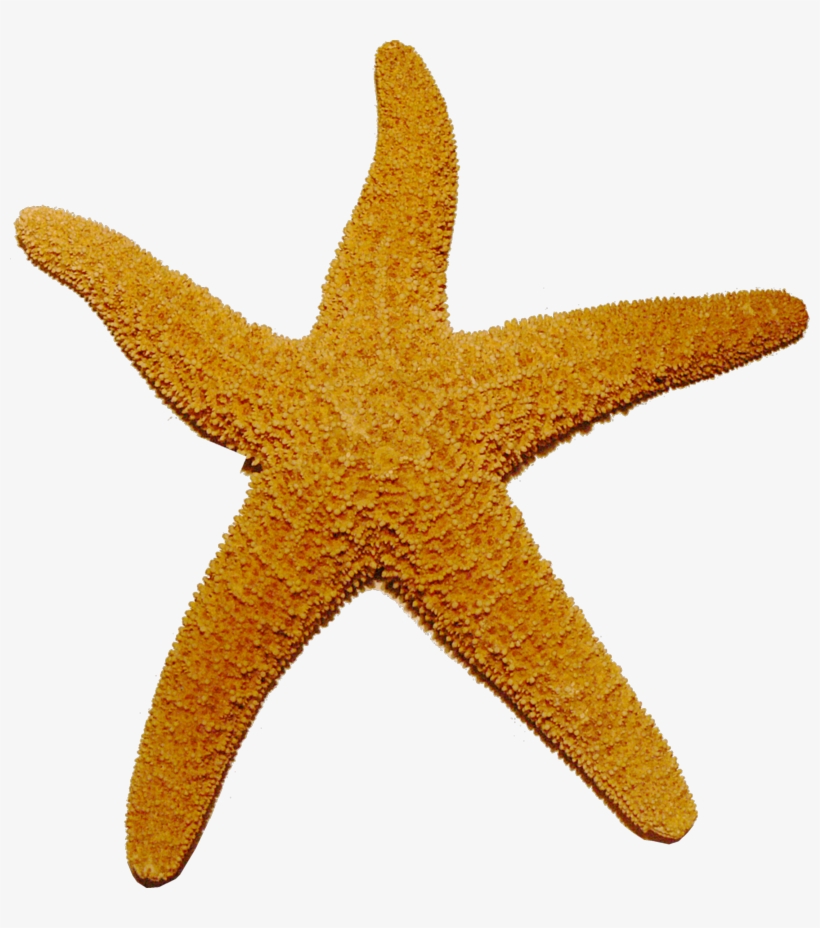 Starfish Transparent - Starfish Png, transparent png download