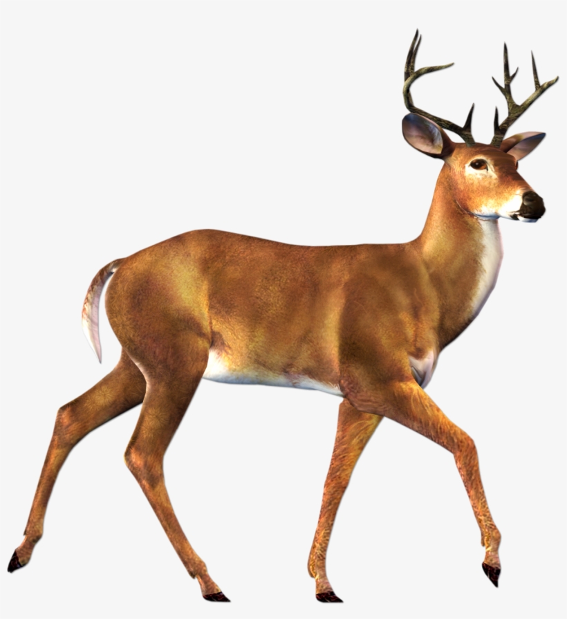 Free Png Deer Png Images Transparent - Deer Png, transparent png download