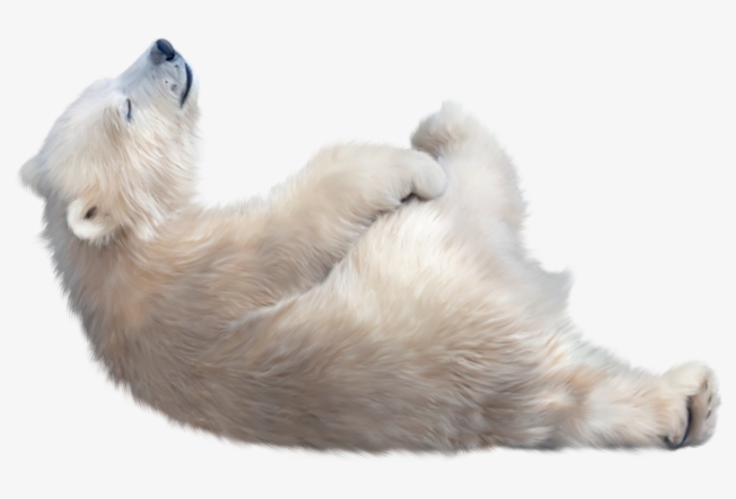 Polar Bear Transparent Image - Polar Bear Transparent Background, transparent png download
