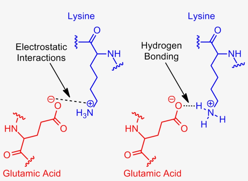 Next Revisit Glutamic Acid Lysine Salt Bridge - What's A Salt Bridge, transparent png download