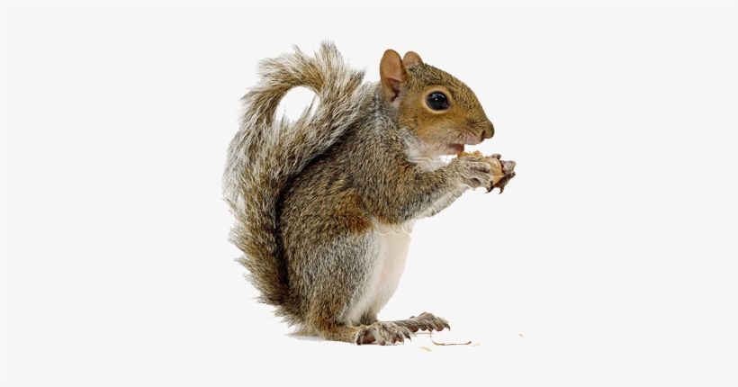 Squirrel Png Hd Transparent Squirrel Hd - Squirrel Png, transparent png download