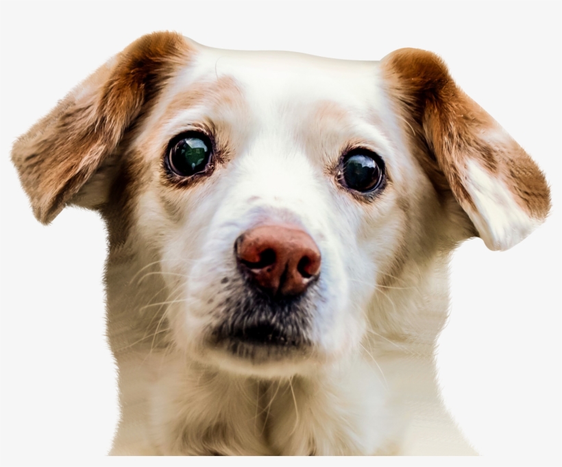 Dog Png - Dog Face Png, transparent png download