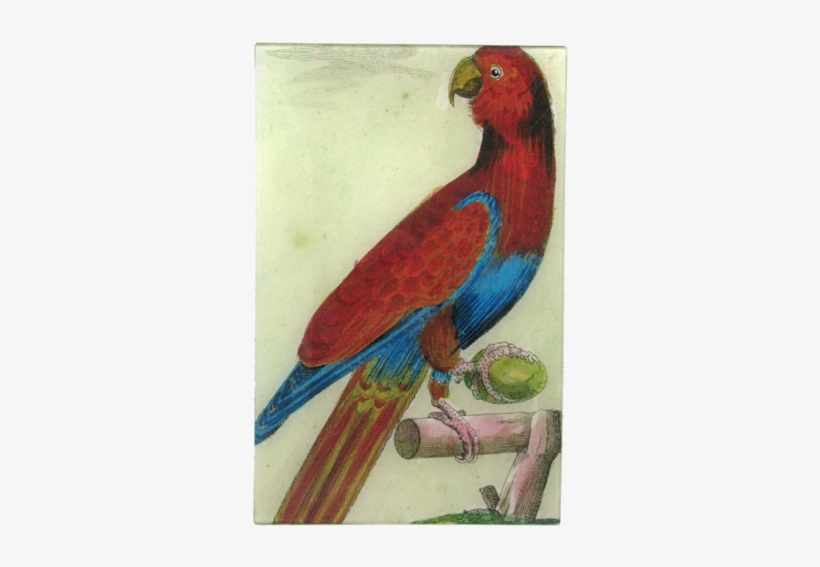 Parrot, transparent png download