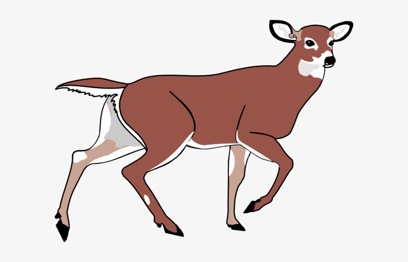 Baby - Animated Deer Png, transparent png download