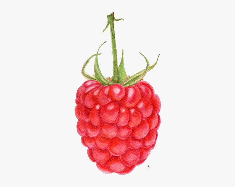 Png Library Raspberry Strawberry Fruit Painting - Artist That Draw Fruit, transparent png download