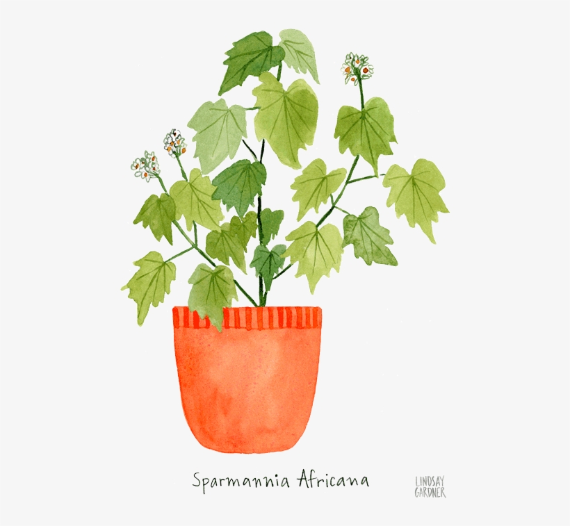 "sparmannia Africana" Watercolor Painting By Lindsay - Printing, transparent png download