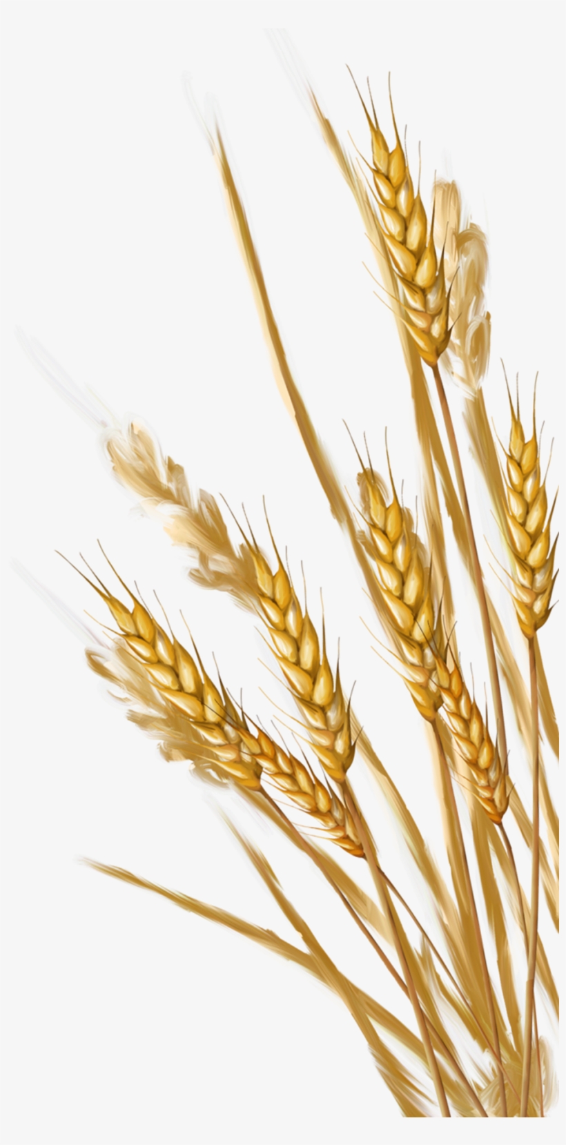 Transparent Background Wheat Clipart, transparent png download