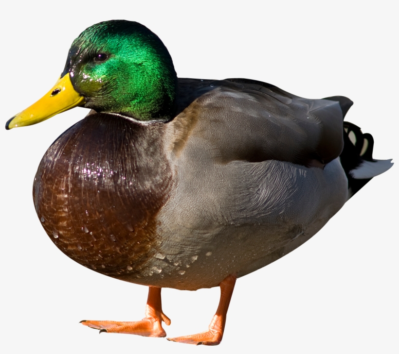 Duck Png, transparent png download