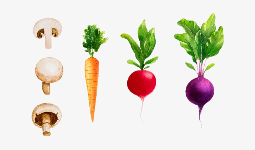 Radish Vegetable Watercolor Painting Beetroot - Radish Watercolor, transparent png download