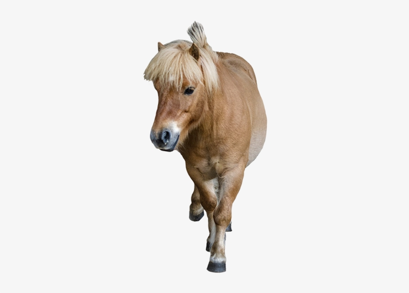 Chimpanse Graphic - Pony Animal Png, transparent png download