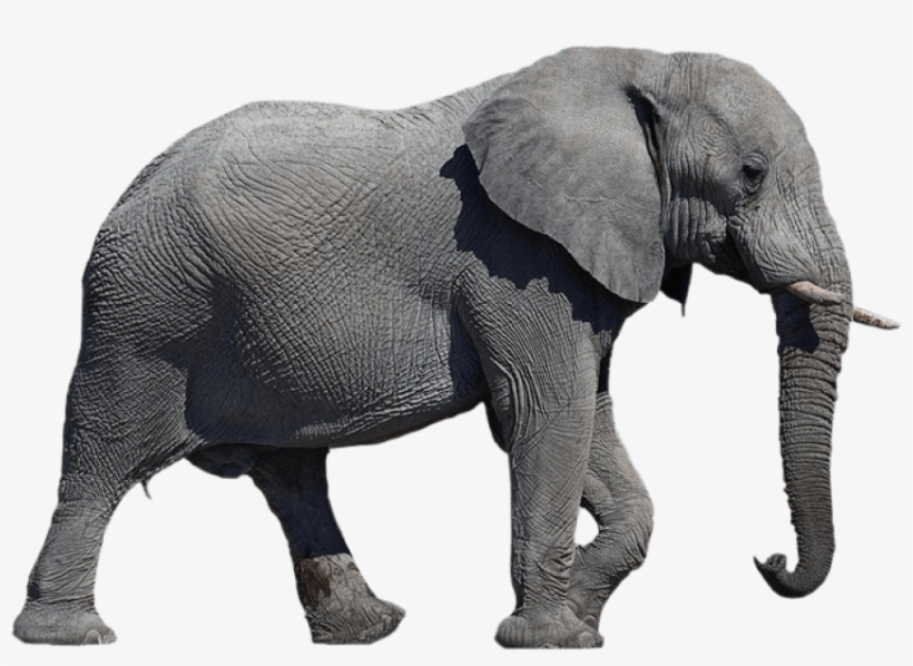Free Png Elephant Png Images Transparent - African Elephant No