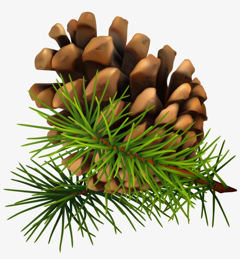 Pine Watercolor Png Clip Art Royalty Free Download - Clipart Pinecone, transparent png download