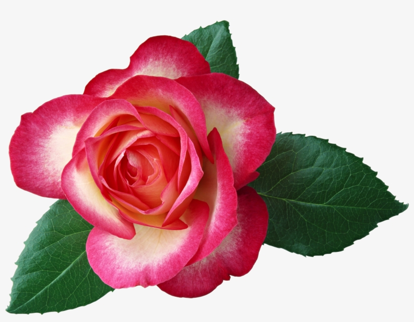 Large Rose Clipart Pictureu200b Gallery Yopriceville - Rose Psd File, transparent png download