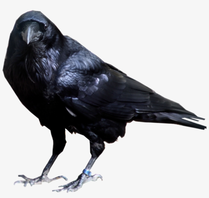Raven Bird Transparent Background1 - Raven Transparent Background, transparent png download